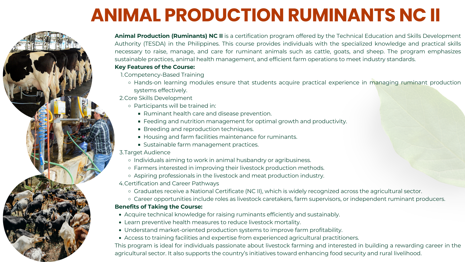 ruminants